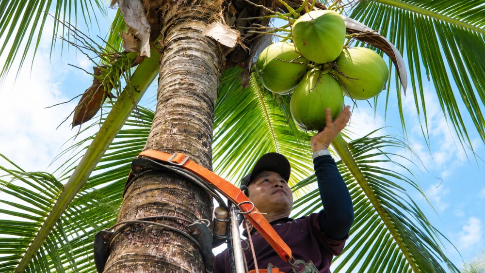 Rừng dừa Liên Xô hơn 40 năm tuổi tại Quảng Ngãi được giữ lại, phát triển thành khu nghỉ dưỡng sinh thái Bãi Dừa độc đáo.