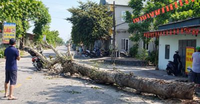 Một thân cây khô và khoảnh khắc người đi đường không kịp tránh