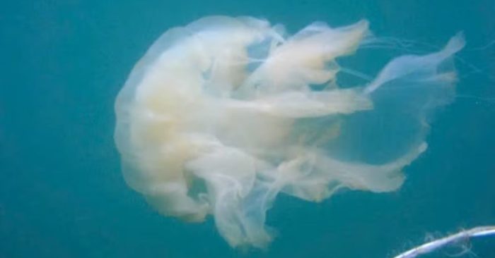 Sứa lửa Chrysaora sp. xuất hiện ở vùng biển Quảng Ninh, được chuyên gia nhận diện và cảnh báo nguy cơ kích ứng khi tiếp xúc.