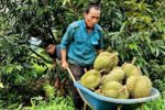Giá sầu riêng tăng, nông dân Tây Nguyên thu tiền tỉ