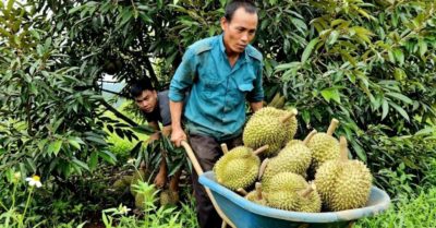 Giá sầu riêng tăng, nông dân Tây Nguyên thu tiền tỉ