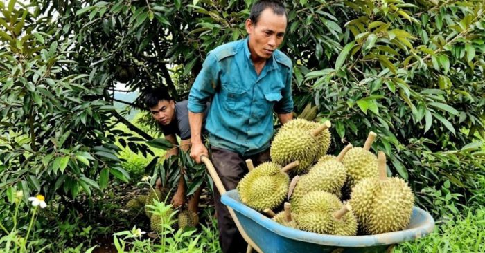 Giá sầu riêng tăng, nông dân Tây Nguyên thu tiền tỉ