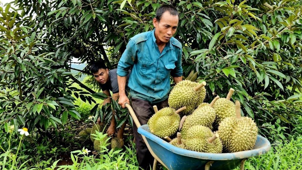 Giá sầu riêng Tây Nguyên bất ngờ khởi sắc cuối vụ nhờ Trung Quốc tăng mua, giúp nhiều nông dân thu lợi nhuận tiền tỉ.