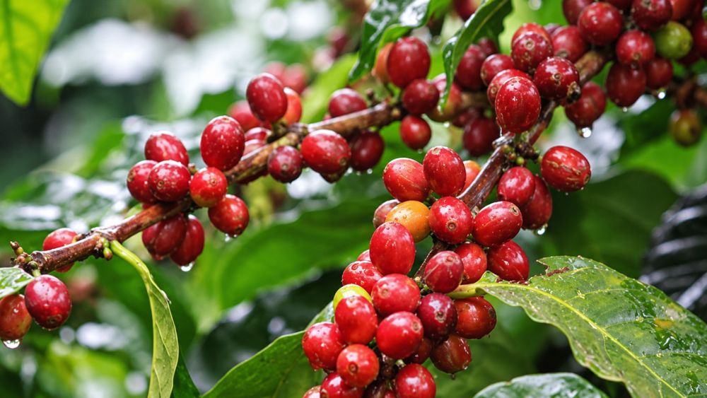 Giá cà phê hôm nay 22/9 đi ngang ở mức trung bình 93.700 đồng/kg, trong khi giá robusta và arabica trên thị trường thế giới giảm.