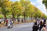 Hàng cây thay lá kéo khách đông nghịt quán cà phê ở TP HCM