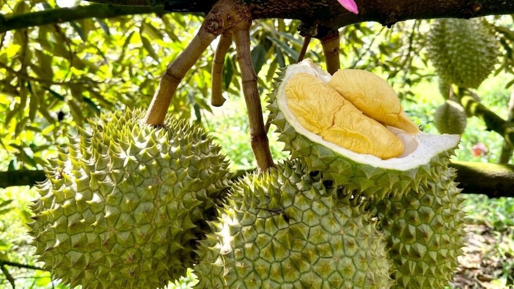 Xuất khẩu sầu riêng Việt Nam sang Trung Quốc đạt gần 2 tỷ USD, trong khi Thái Lan dự kiến thu phí xuất khẩu loại trái cây này