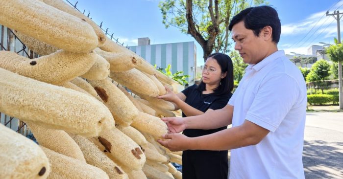 Vợ chồng anh Vũ biến xơ mướp già thành hơn 20 sản phẩm gia dụng, từng bước đưa xơ mướp xuất khẩu sang nhiều thị trường.