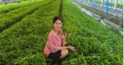Cô gái Việt trồng rau Việt ở Hàn Quốc, mỗi tháng thu gần 200 triệu đồng
