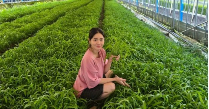 Cô gái Việt trồng rau muống tại Hàn Quốc thu nhập trăm triệu đồng/tháng, thu hút sự chú ý của truyền thông xứ kim chi. Khám phá ngay!